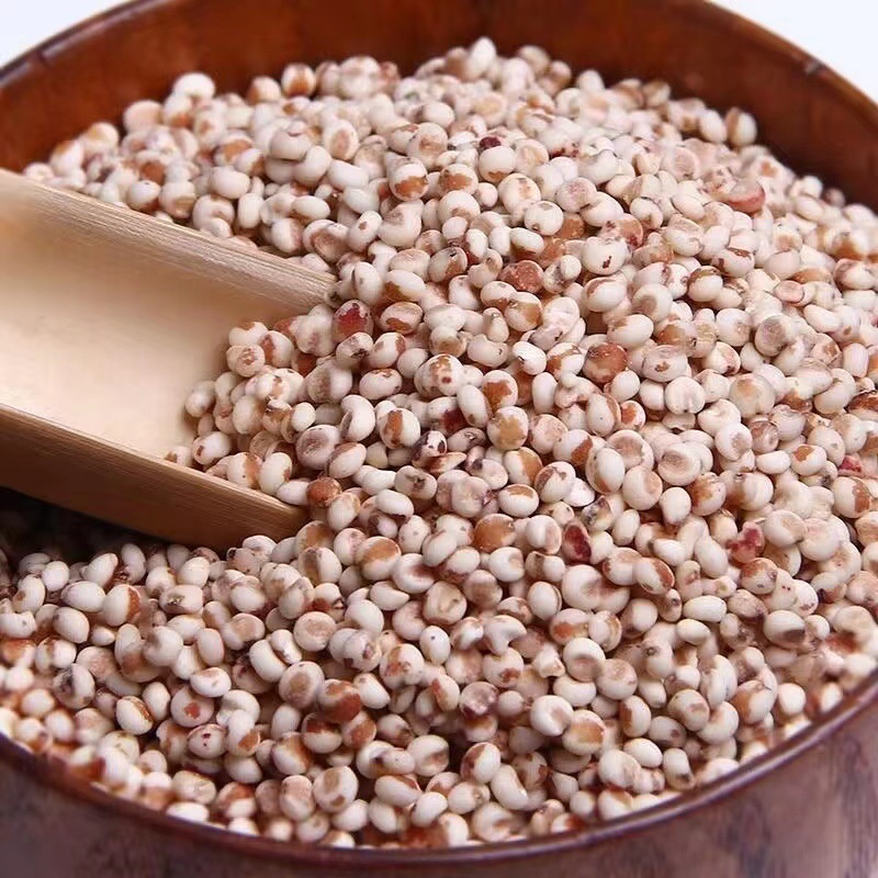 Sorghum.