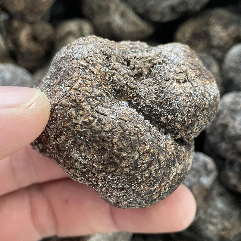 Wholesale of the fungus black truffles in the wild