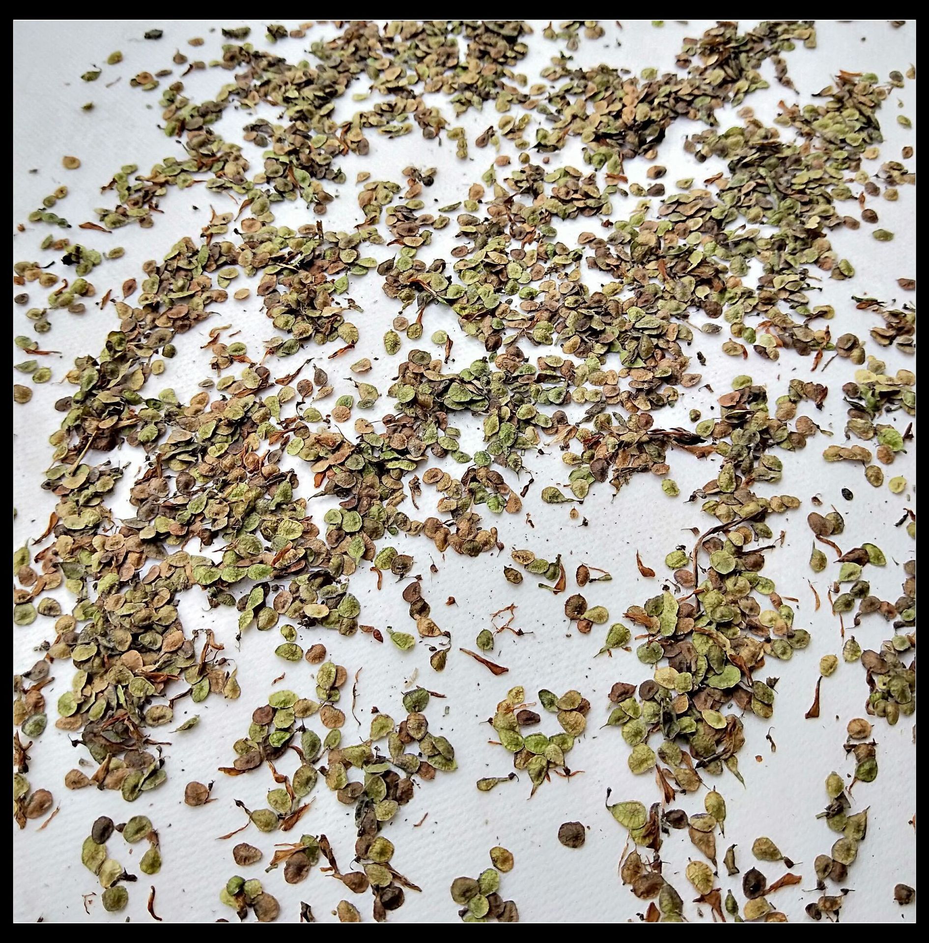 Hạt giống đỏ, Gansu phía nam, hạt giống đỏ, hạt giống đỏ từ Wudu, buôn bán.