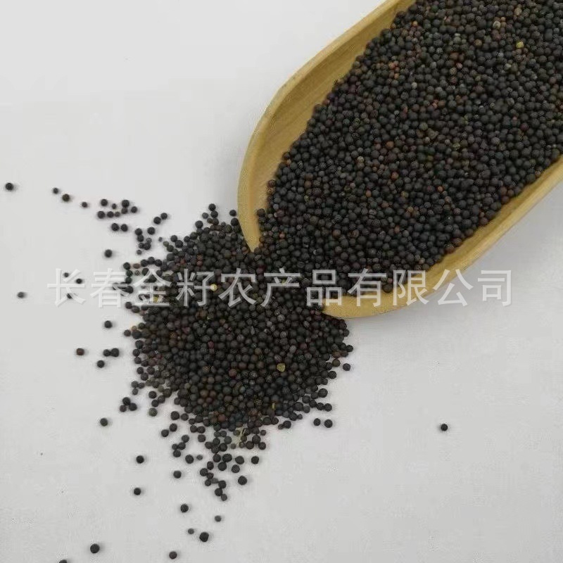 Hạt dầu, hạt dầu, hạt dầu, thức ăn cho chim, thức ăn cho chim, dầu, dầu.