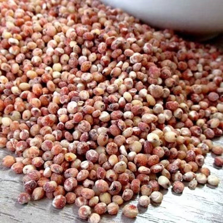 Sorghum.