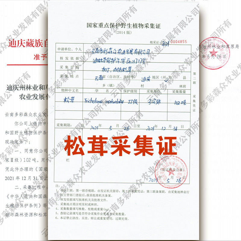 nấm đồng bằng FD không tươi phát triển nấm gốc tự nhiên khô