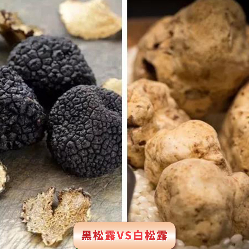 Fresh fungus mushrooms, white truffles, pig crumbs, fungus fungus, fungus gills, fungus fd, dry white truffles.