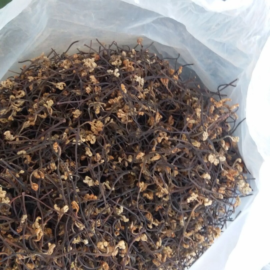 dưa chua của Yunnan đầy dưa chua và dưa chua ở sân thư thì khô.