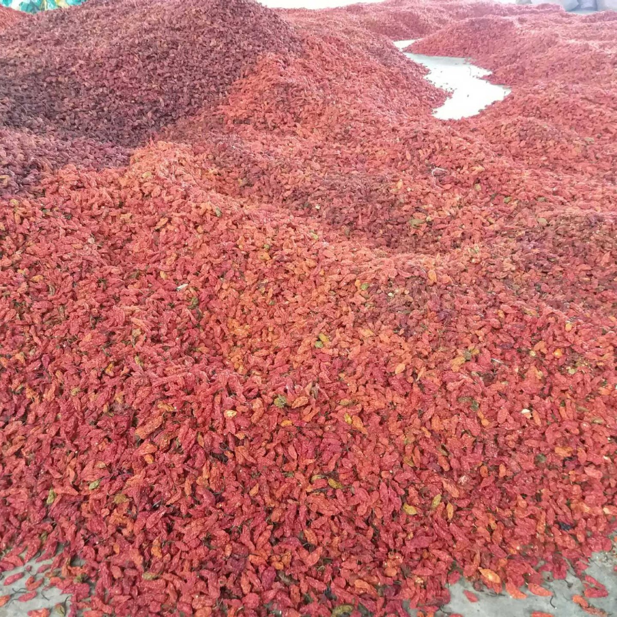 ớt của quỷ dữ, 10kg, và ớt nóng của quỷ dữ, ớt đỏ, ớt đỏ, gia vị cay Ấn Độ.