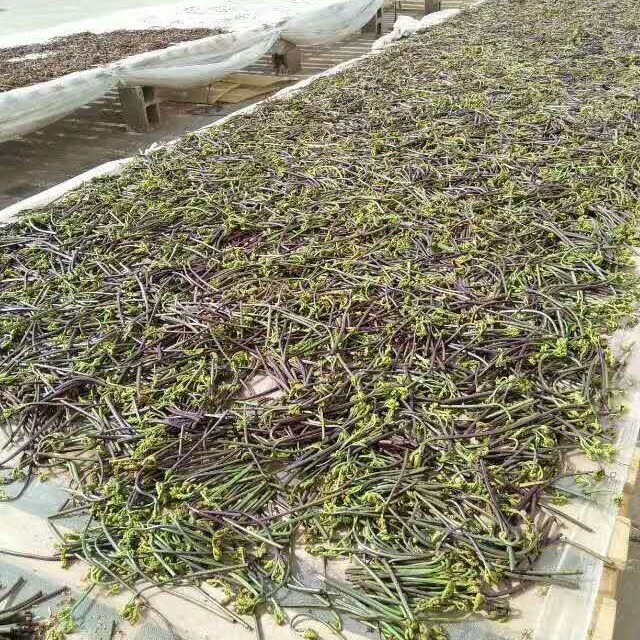 dưa chua của Yunnan đầy dưa chua và dưa chua ở sân thư thì khô.