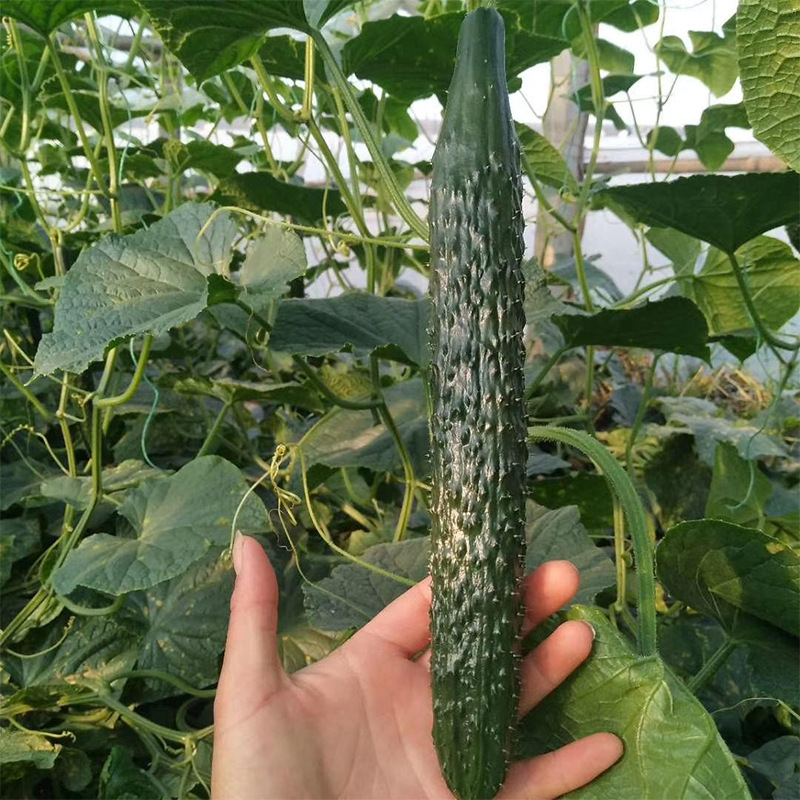 The factory's wholesale produce is for fresh green cucumbers in a 4kg gift box, which is used to feed vegetable salad.