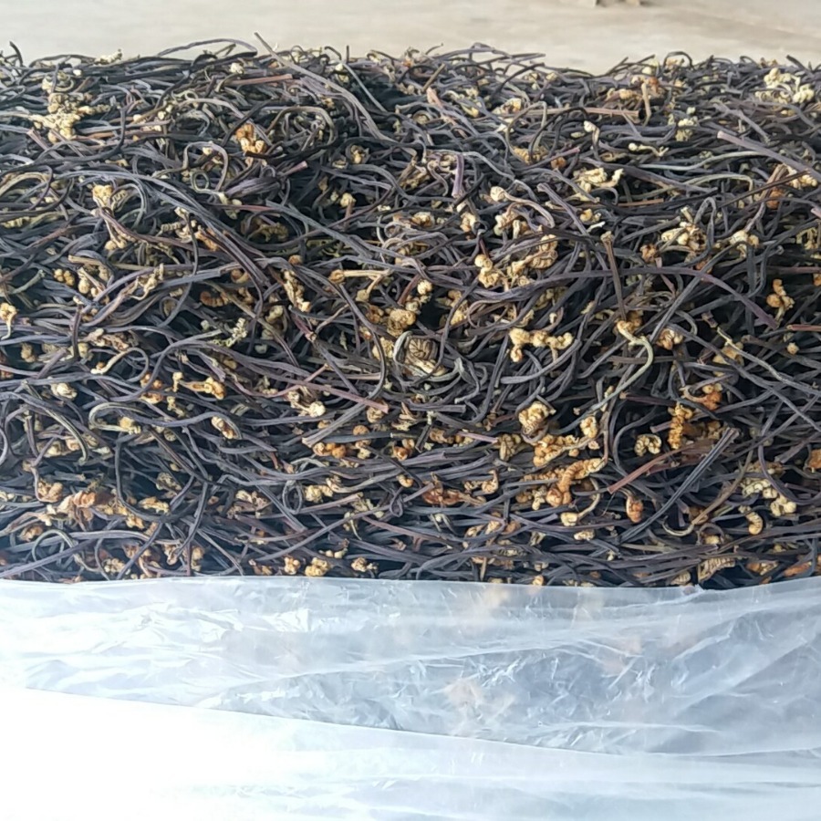 dưa chua của Yunnan đầy dưa chua và dưa chua ở sân thư thì khô.