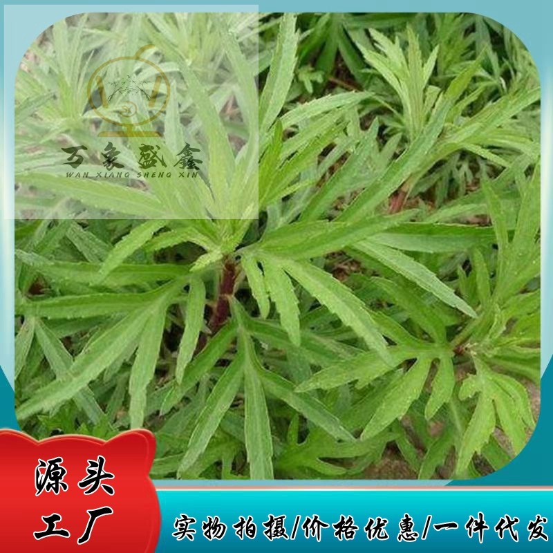 Những con thú rừng, sự phát triển hoang dã ở dãy núi Tầnba, một nguồn sản phẩm, những chiếc lá đẹp đẽ, sản xuất hàng loạt.