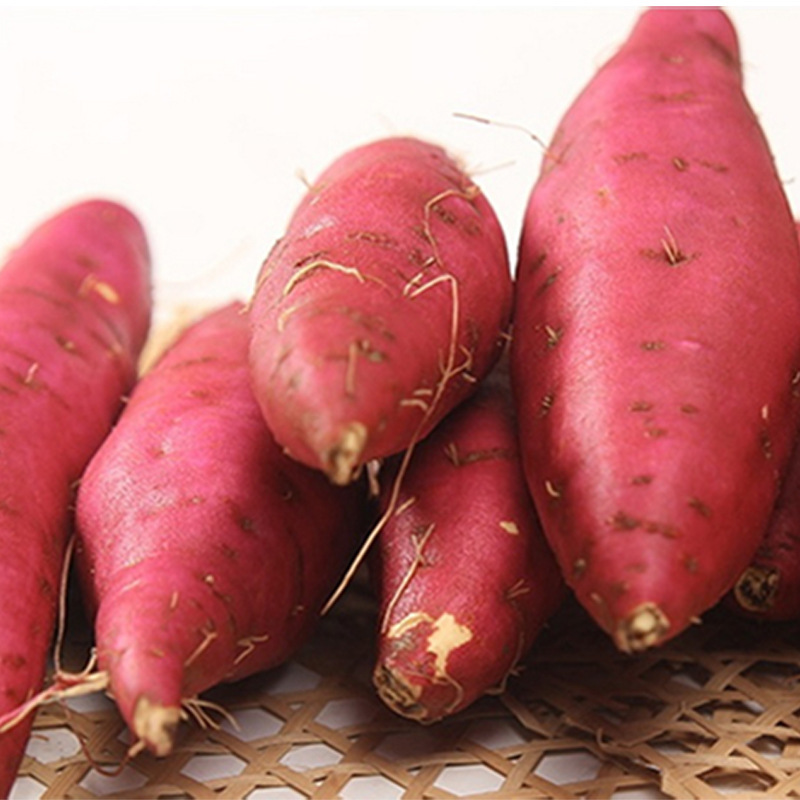 Fujian's sugared sweet potatoes, 5 pounds of fresh, baked melons, potatoes.
