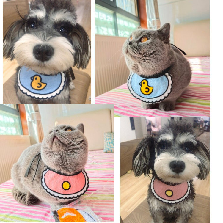 Mèo cưng Hàn Quốc dễ thương lắm, chó con.
