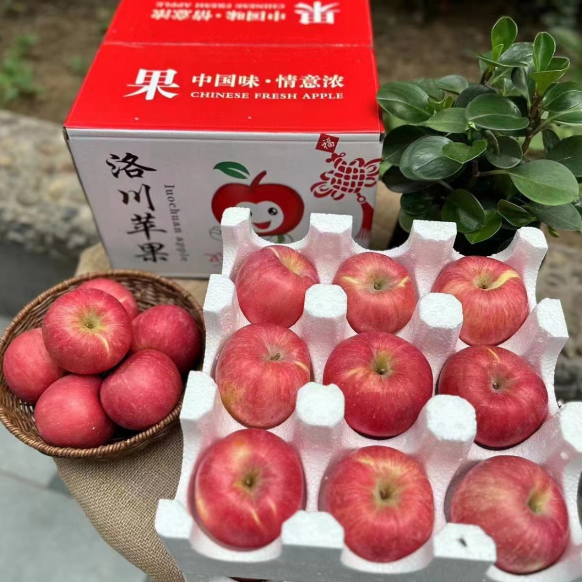 ♪ Silokawa Red Rich Apple ♪