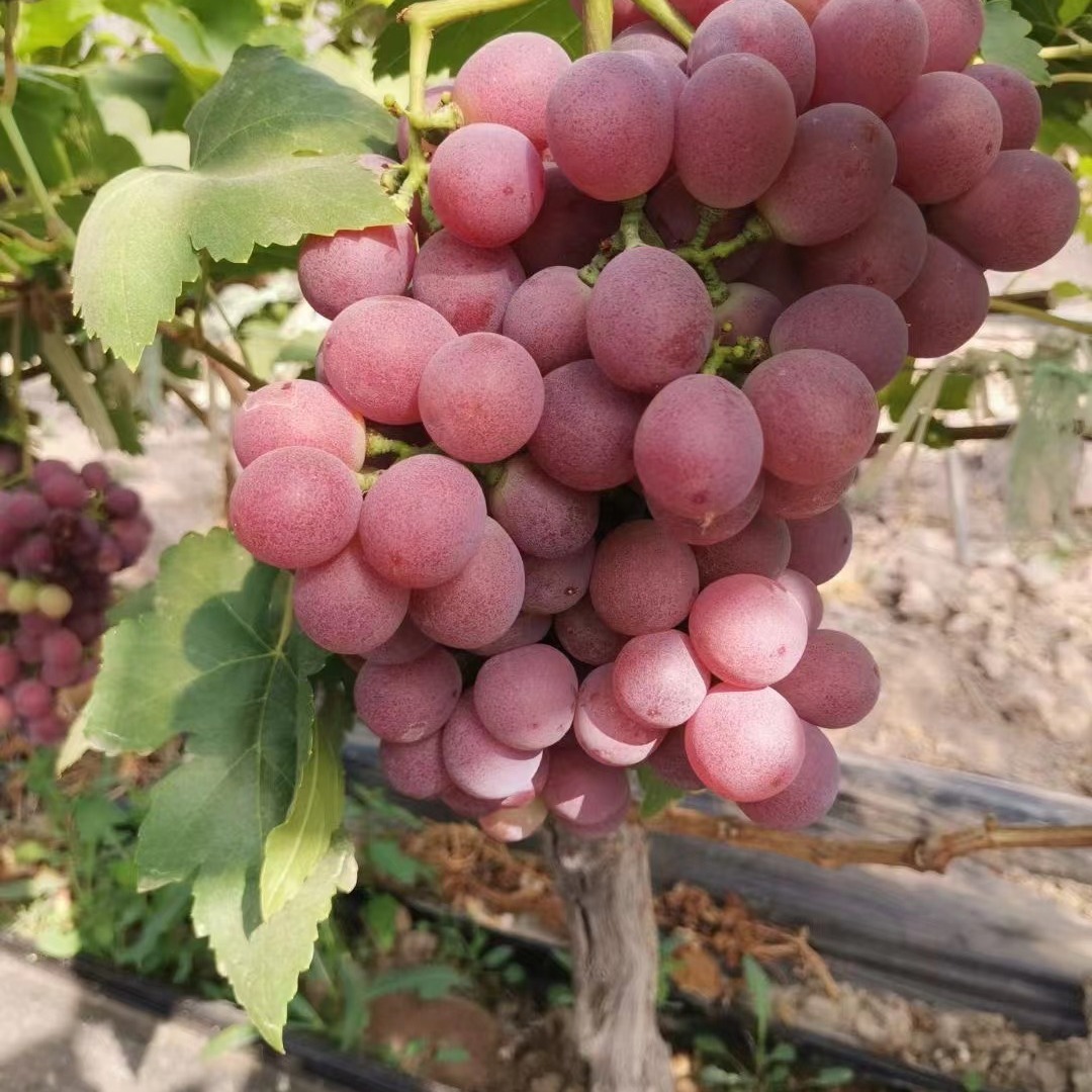Bảo đảm chất lượng cho lựa chọn