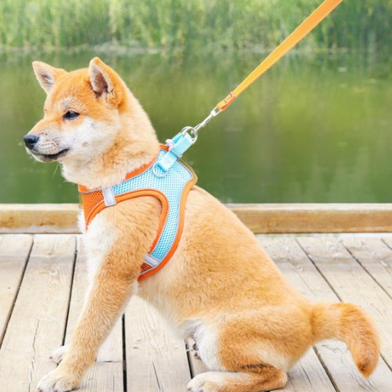 Một con thú cưng phản xạ kéo dây vào ngực.