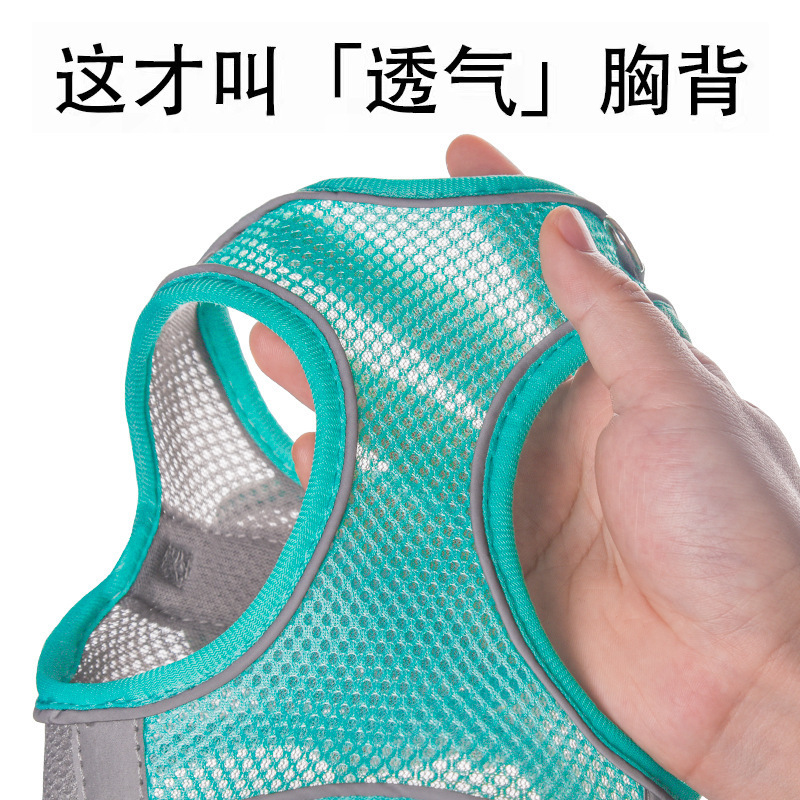 Thú cưng mùa hè với một con chó nhỏ trong một con mèo phản xạ ngược và một con chó kéo dây để dắt chó đi dạo.