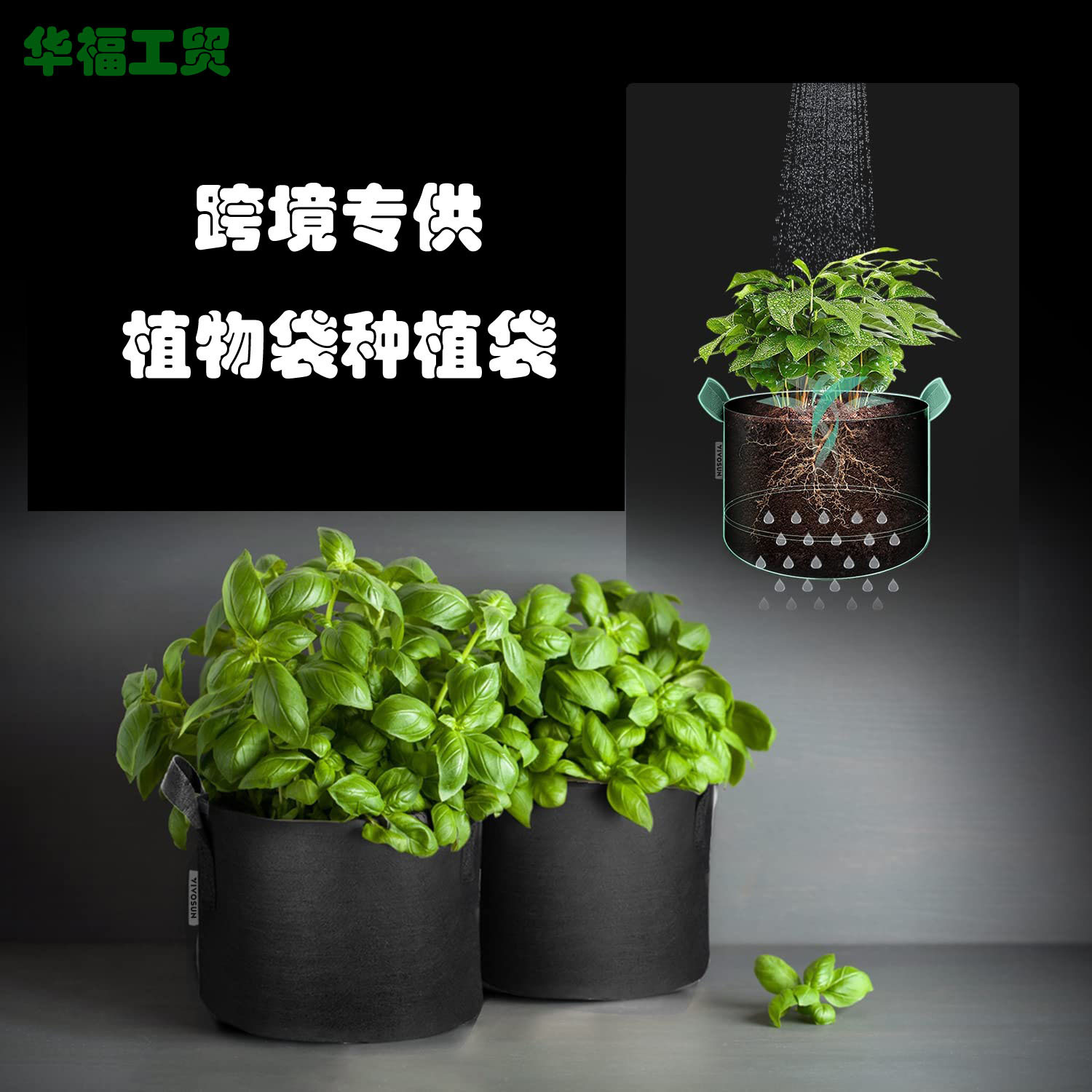 Cái túi sinh vật qua kính hiển vi mọc ra màu đen, không được lau, trồng một cái túi cây trồng hạt.