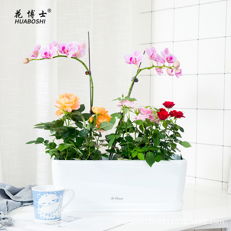 Dr. Flowers bán trực tiếp cho Mirage Spectrum với một nhà máy làm vườn dày và bền vững.