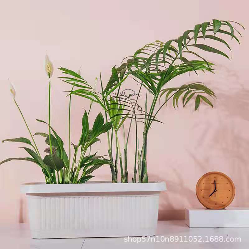 Bác sĩ Hana đã dùng nhiều loại bát rau mới có nhiều màu để chọn một chậu hoa cỡ lớn trong ban công gia đình.