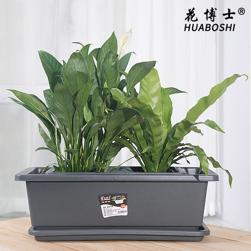 ♪ Hollen trồng chậu, nhà lười biếng trồng hoa ♪