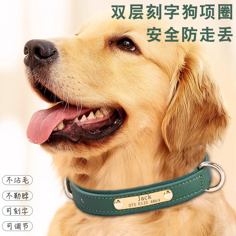 Vòng cổ của con chó rất khỏe, và cổ con chó lớn đầy rồi.