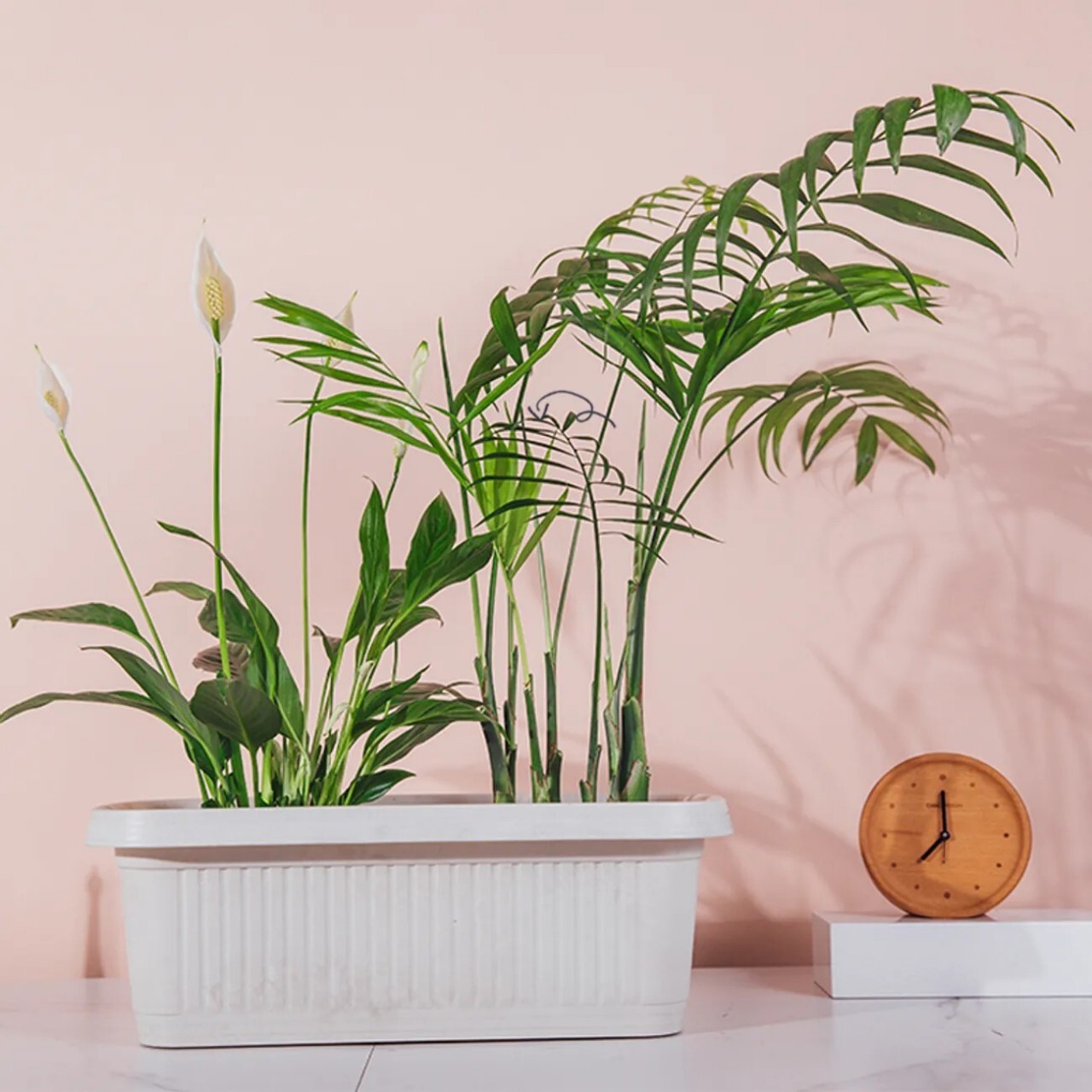 Tiến sĩ Hana đã trồng một bó hoa dài cho gia đình làm vườn một hình chữ nhật thực vật khổng lồ trong nhà.