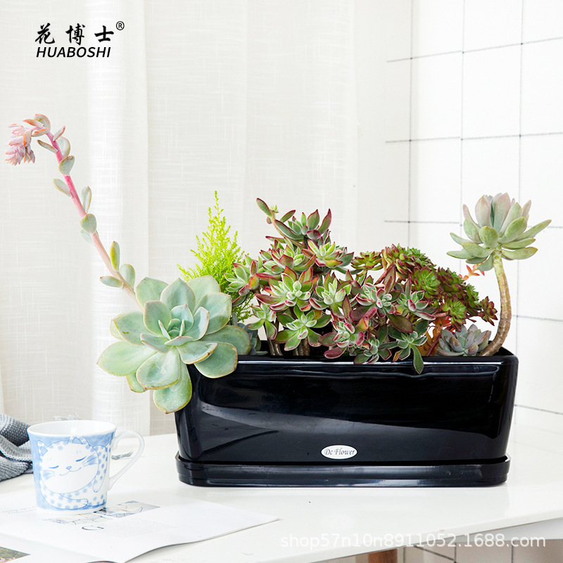 Dr. Flowers bán trực tiếp cho Mirage Spectrum với một nhà máy làm vườn dày và bền vững.