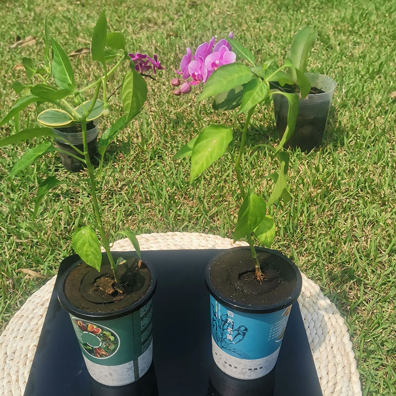 Món rau phía Nam: ớt, cà chua, lá khoai tây, bắp cải, chén thịt