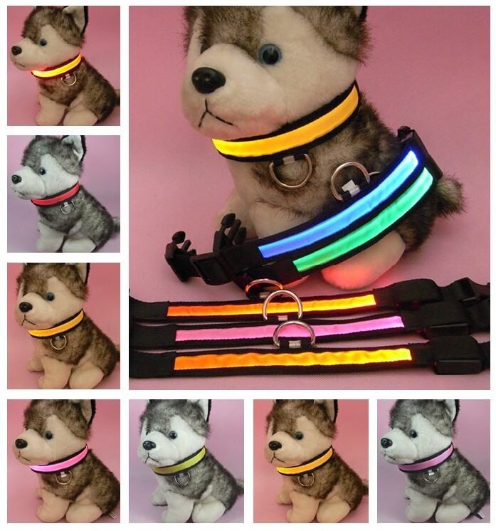 Không có vòng cổ sáng bóng, dây đeo cổ, con chó nhỏ Teddy VIP.
