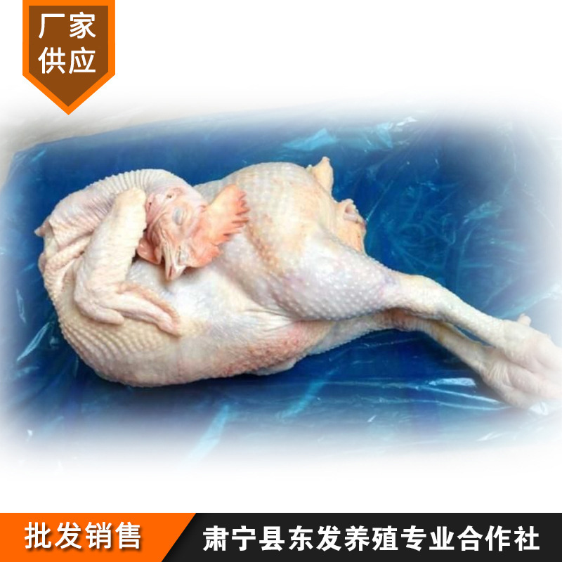 Nhà máy cung cấp gà trắng đông lạnh và gà mái mới.