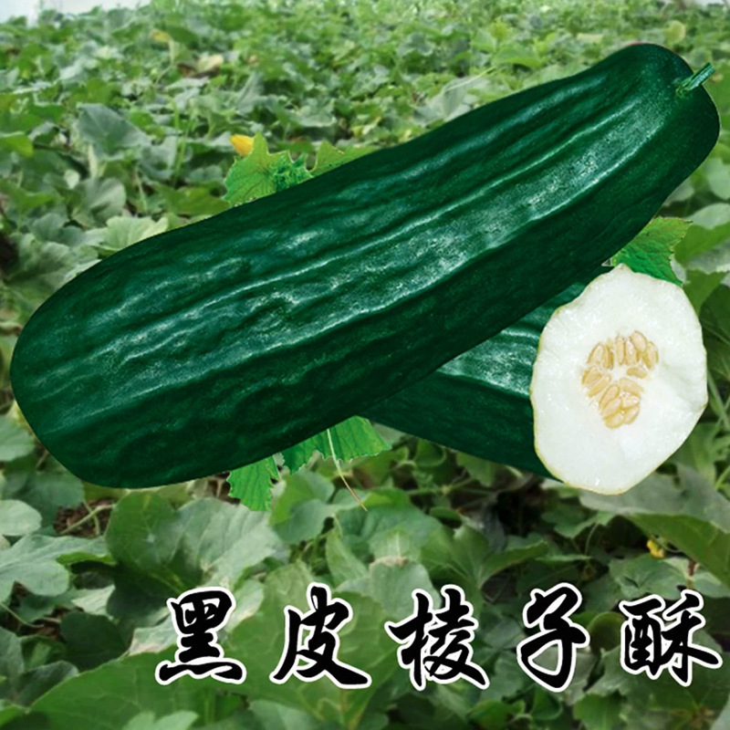 เนื้ออ่อนสีดํา เมล็ดแตงกวาดอง