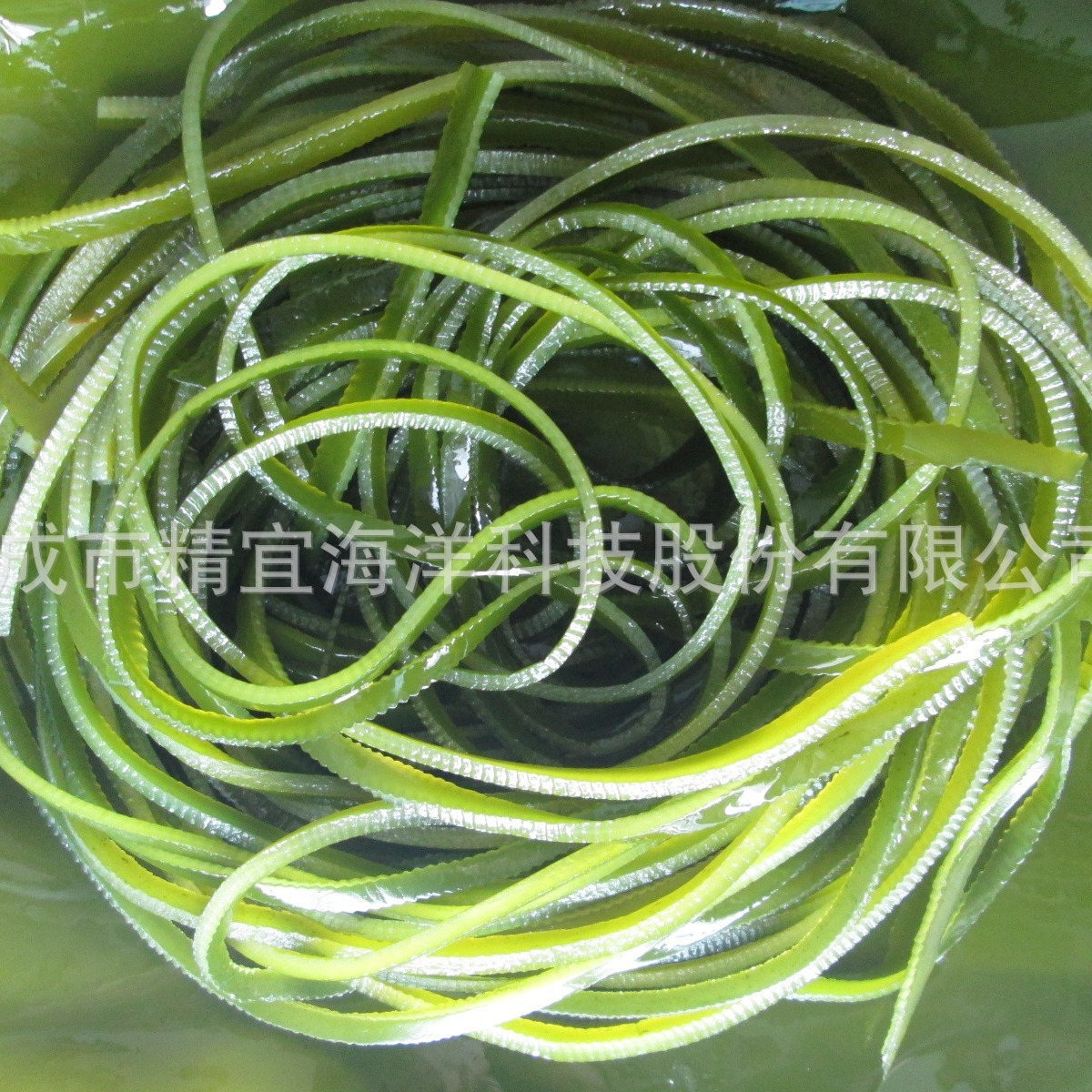 Bánh quy hải sản giàu muối, hải sản tươi, hải sản không cần khô, bánh bao.
