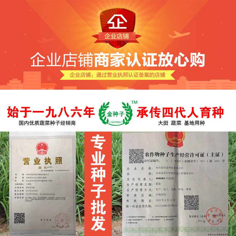 호박 씨앗과 야채 씨앗 도매 야채 씨앗, 4 시즌