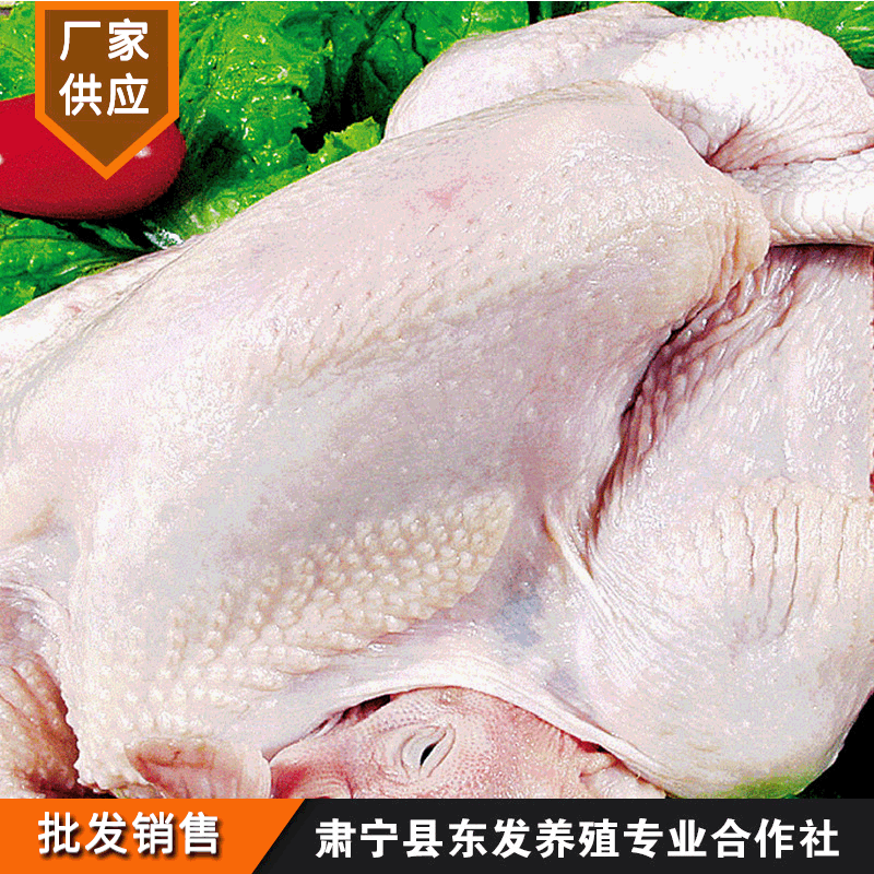 Nhà máy cung cấp gà trắng đông lạnh và gà mái mới.