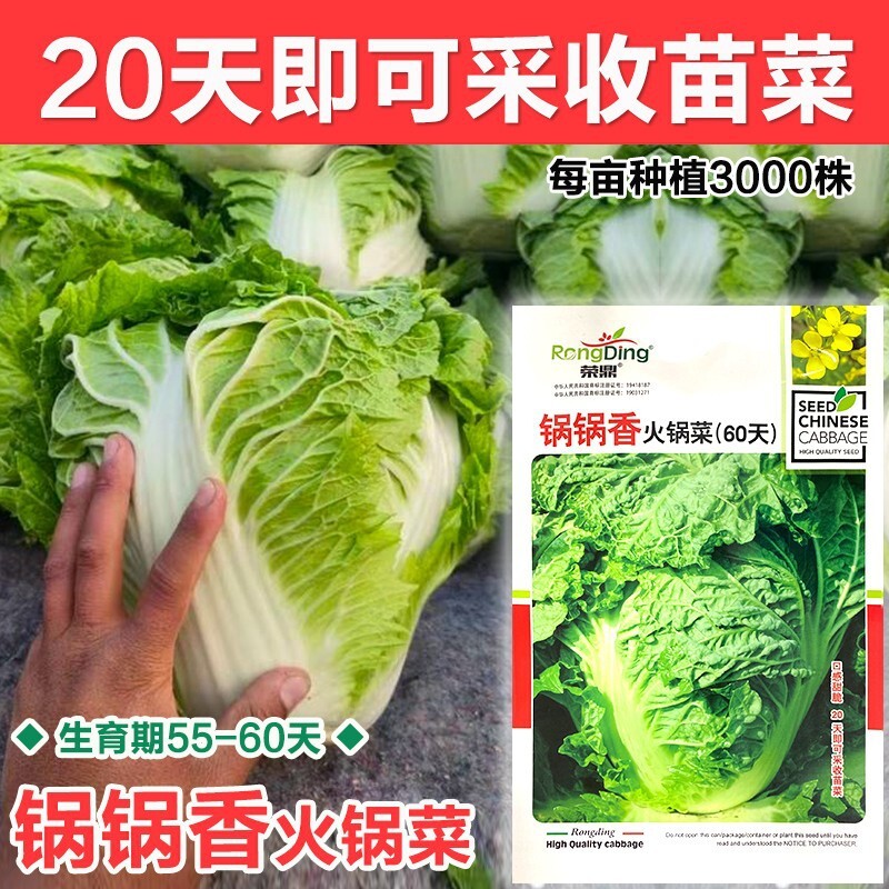 스크램블된 양배추와 단풍나무, 여름과 가을 시즌 동안 높은 수확 야채 씨앗.