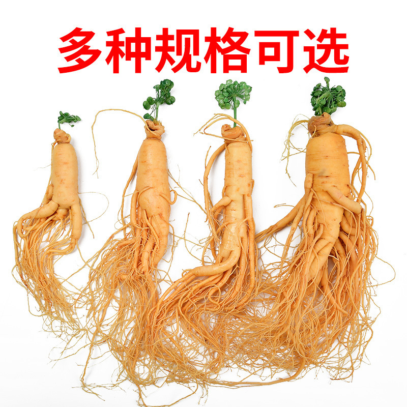 Người leo núi trắng, người bán hàng, nhà sản xuất, chuyên ngành Đông Bắc, người mới, rượu gin.