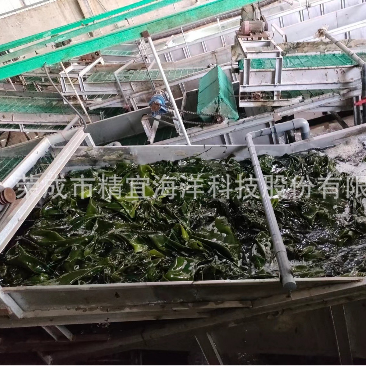Biển mặn dẫn tới những dải tơ biển chất lượng cao và chất lượng cao với rễ cây ở trong Qumbs.