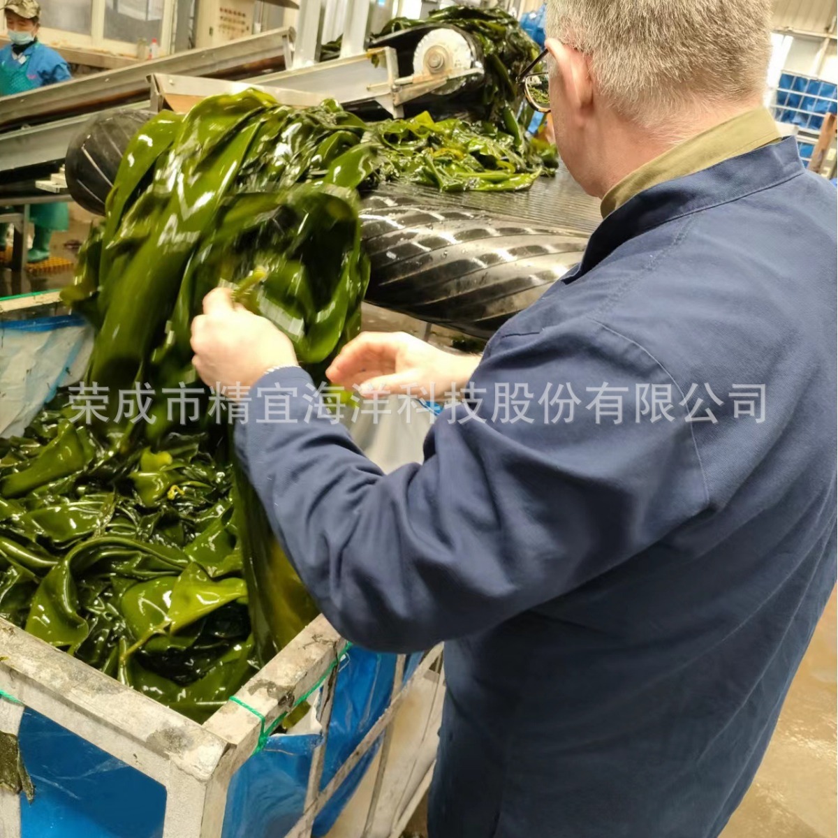 Cung cấp các vành đai biển tươi với toàn bộ vành đai biển và đai biển muối
