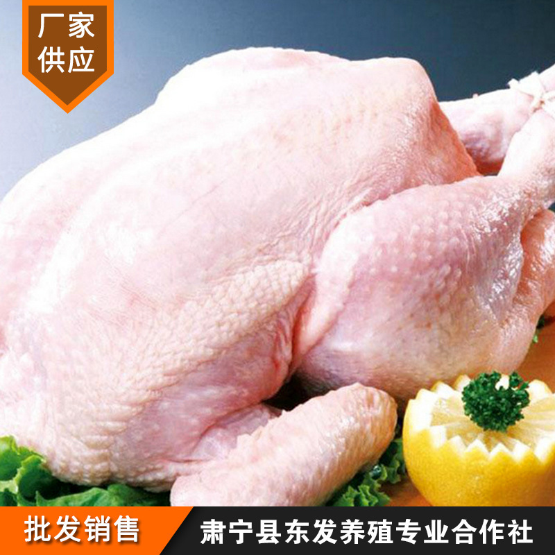 나는 감기, 추운, 오래된 닭, 신선한 닭 및 닭을 얻었다.
