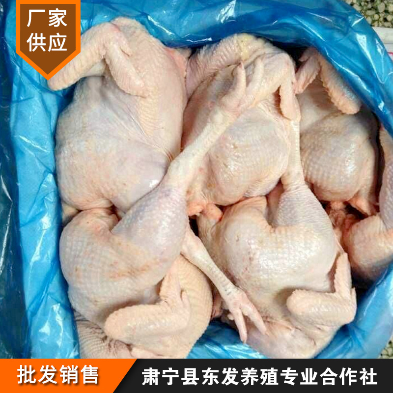 ไก่แก่ ไก่แช่แข็ง ไก่แช่แข็ง ไก่แช่แข็ง ไก่สะอาด