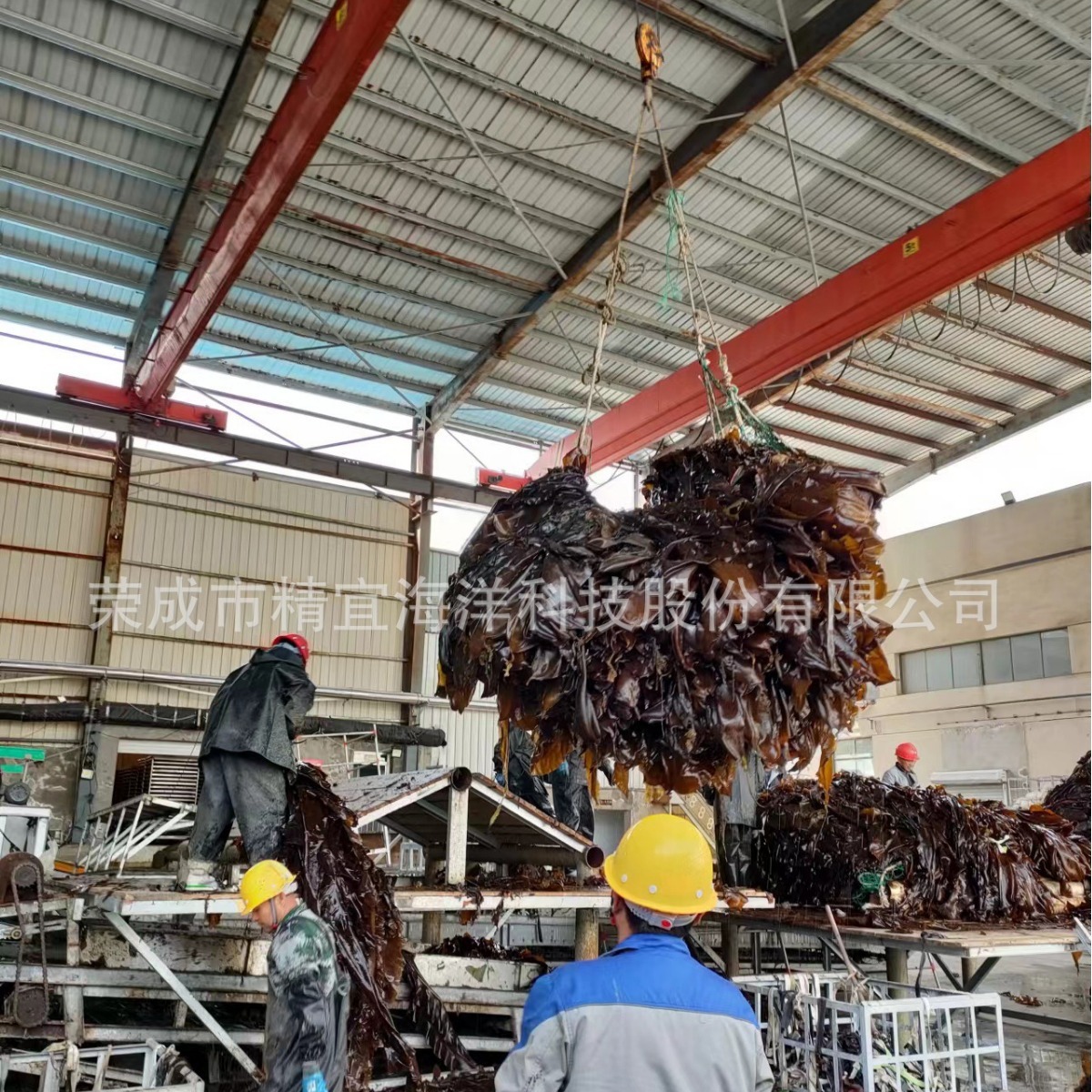 Cung cấp các vành đai biển tươi với toàn bộ vành đai biển và đai biển muối
