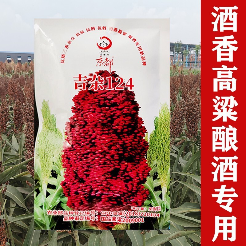 철 극 sorghum 씨앗은 매우 생산적이 고 강한 새에 저항.