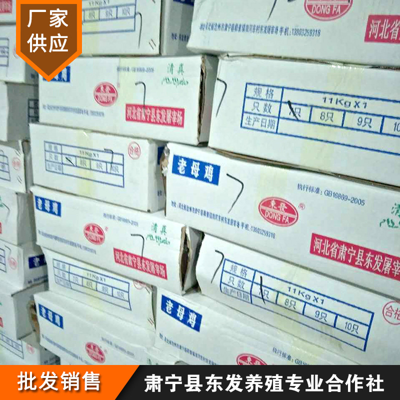 Nhà máy cung cấp gà trắng đông lạnh và gà mái mới.