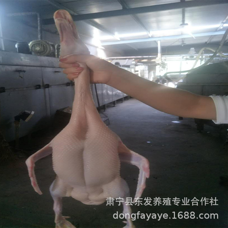 동쪽 농장에서 추운 오래된 오리가 많이 있습니다.