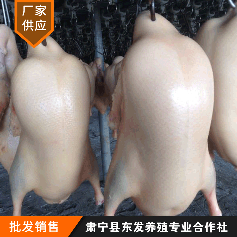 Nguồn cung cấp của nhà máy rất tốt cho vịt đông lạnh.