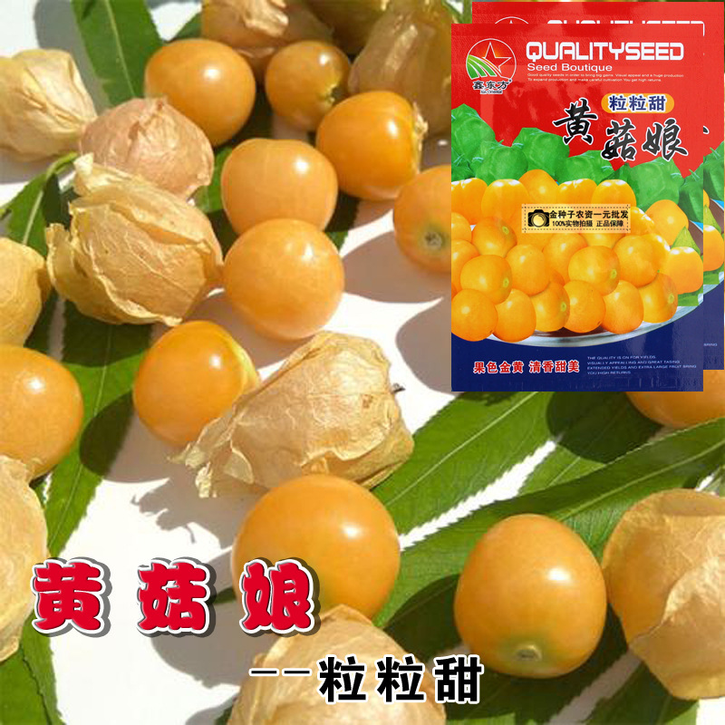 黄菇娘果种子姑娘果籽菇娘果种籽蔬菜种子批发菜种菜籽