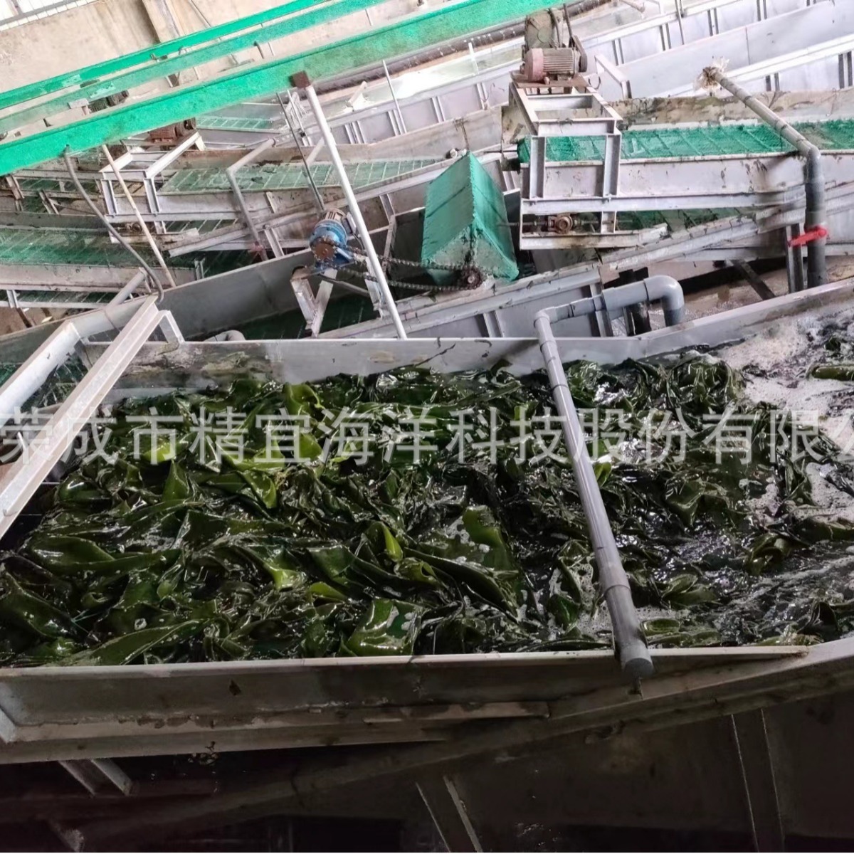 Cung cấp các vành đai biển tươi với toàn bộ vành đai biển và đai biển muối