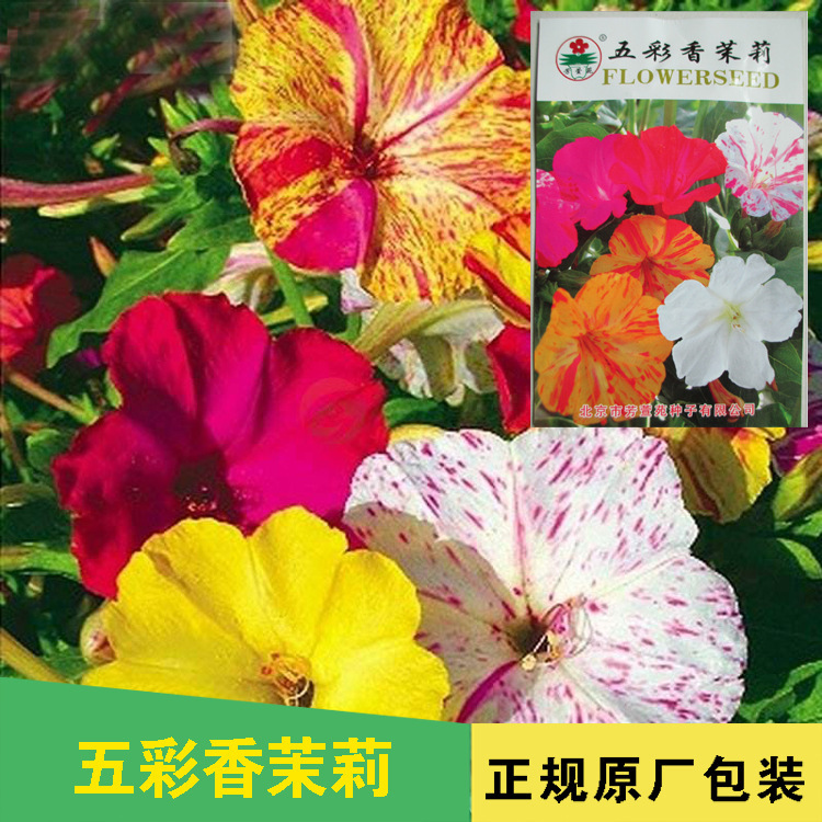บริษัท เมล็ดพันธุ์ พืช