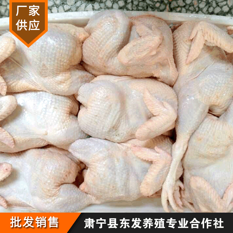 나는 감기, 추운, 오래된 닭, 신선한 닭 및 닭을 얻었다.