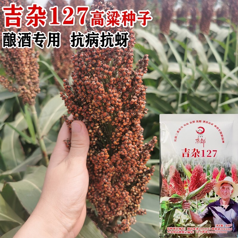 철 극 sorghum 씨앗은 매우 생산적이 고 강한 새에 저항.
