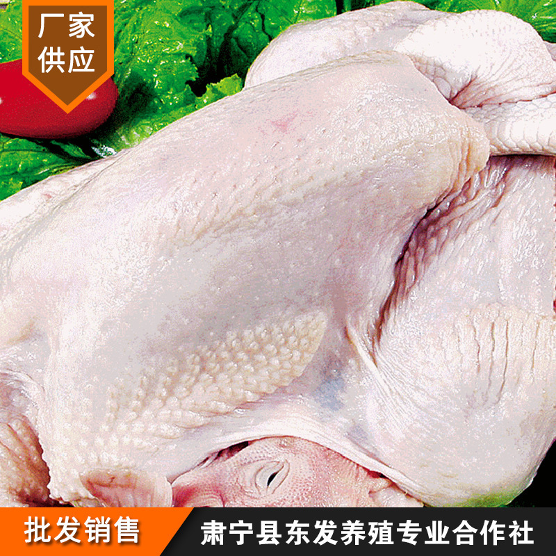 ไก่แก่ ไก่แช่แข็ง ไก่แช่แข็ง ไก่แช่แข็ง ไก่สะอาด